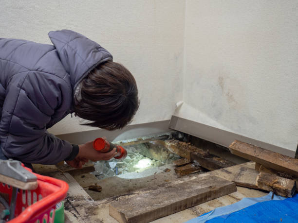 Best Biohazard Mold Removal  in Mount Pleasant, TX