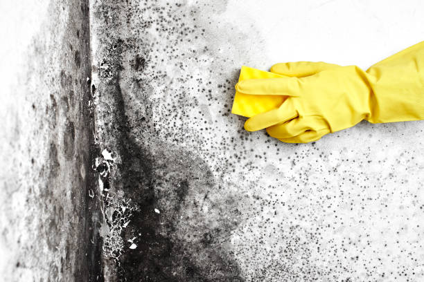 Best Mold Documentation for Insurance Claims  in Mount Pleasant, TX